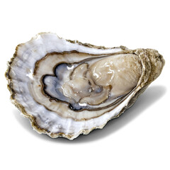 raw oyster isolated on transparent background