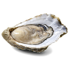 raw oyster isolated on transparent background
