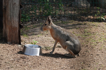 A Patagonian Mara stands alert in an enclosure near a metal water bowl, looking towards the left on...