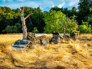 Baumgrundstück im Sommer