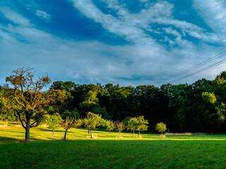 Baumgrundstück im Sommer
