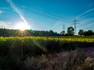 Strommasten hinter einem Sonnenblumenfeld