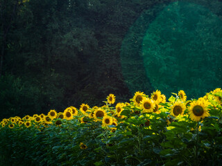 Sonnenblumenfeld im Sommer