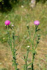 Welted thistle plant in bloom in the meadow in summer, Carduus acanthoides, vertical photo, selective focus.