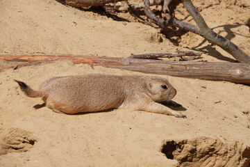 Black tailed Prairie dog rests in the sun near its burrow entrance, soaking up the warmth on a sandy day. Wildlife scene.