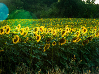 Sonnenblumenfeld im Sommer