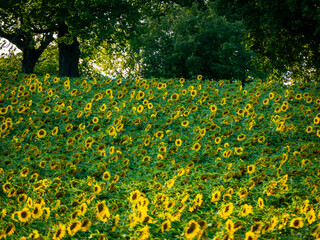 Sonnenblumenfeld im Sommer