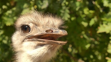 The common ostrich (Struthio camelus) or African ostrich surveying its surroundings.
