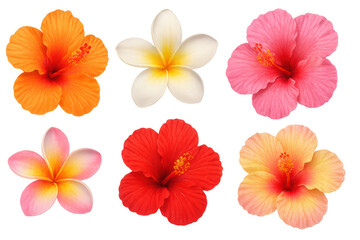 Vibrant tropical flower collection featuring hibiscus and plumeria, isolated on transparent surface for graphic design projects