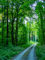 Fototapeta premium Abendsonne im Mischwald