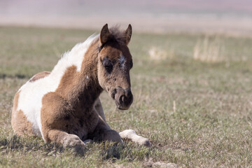 Cute Wild Horse Foal in Springtime in the Utah Desert