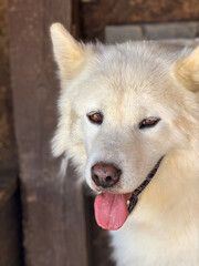 White fluffy dog with thick fur and pointed ears rests with its tongue out, showing a calm and friendly demeanor. Close-up shot capturing its gentle and serene expression.
