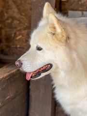 White fluffy dog with thick fur and pointed ears rests with its tongue out, showing a calm and friendly demeanor. Close-up shot capturing its gentle and serene expression.

