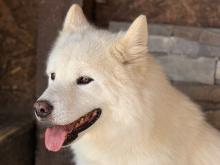 White fluffy dog with thick fur and pointed ears rests with its tongue out, showing a calm and...