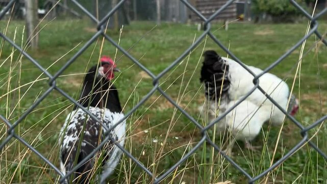 Free range chickens grazing on green grass inside fenced rural coop, daytime farm scene with hens pecking, village background, traditional poultry yard with wooden shed
