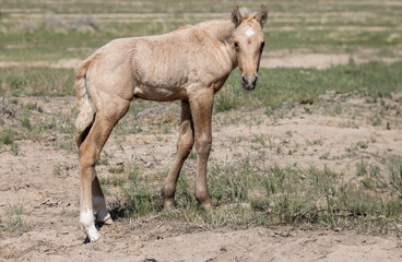 Fototapeta premium Cute Wild Horse Foal in Springtime in the Utah Desert