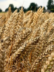 A vibrant, close-up view of golden wheat stalks swaying in a sun-drenched field, hinting at a...