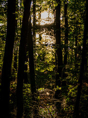 Abendsonne im Mischwald