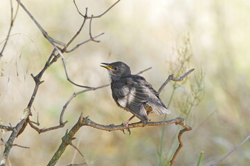 Young Common starling. Sturnus vulgaris
