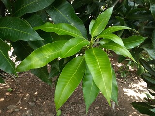 Mango (Mangifera indica) plant leaves in the garden. Also known as pauh, mangga.