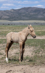 Cute Wild Horse Foal in Springtime in the Utah Desert
