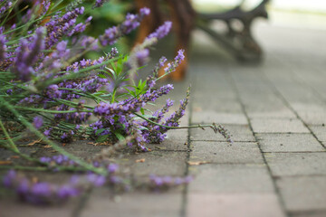 lavender in a garden with a blurred background