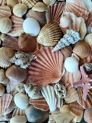 Close-up of Atlantic Ocean seashells and starfish collected in June 2025. Natural marine composition, perfect for ocean, beach, and summer-themed visuals.