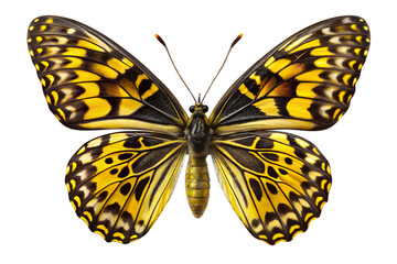 Fototapeta premium Vibrant Yellow and Black Butterfly; Detailed Macro Studio Shot; Isolated on Black Background; Tropical Insect; Nature Photography