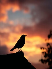Majestic Bird Silhouette Against a Vibrant Sunrise Sky with Soft Clouds Evoking a Sense of Freedom and Tranquility