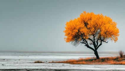 Single tree on foggy autumn day against white background