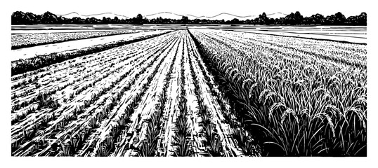 Fototapeta premium Rice Field Wide Angle View with Rows of Young Plants and Mature Grains Black and White Outline Line Art Drawing