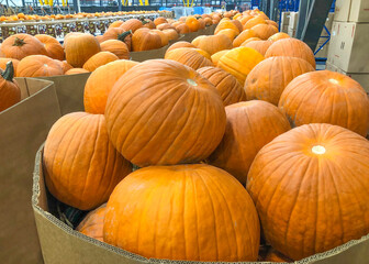 Pumpkins in warehouse or distribution centre.