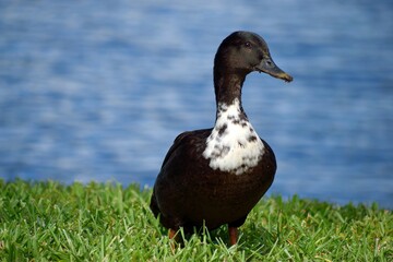 duck on the grass