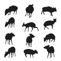 Illustration of a clever mouse deer silhouette, Mouse deer animal vector