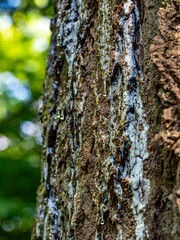 Baumharz am Baumstamm