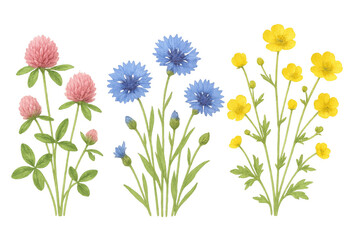 Fototapeta premium Delicate wildflowers blooming in soft pink, blue, yellow hues, displaying vibrant petals and green foliage against transparent backdrop