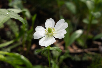 White Anemone Flower in Garden