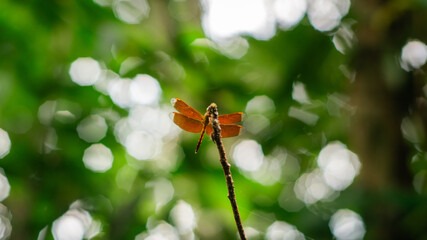A close-up shot of an dragonfly perched on a slender twig, set against a blurred background of...