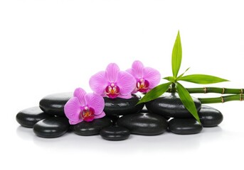 Pink orchids and bamboo stalks resting on smooth black stones isolated on white background