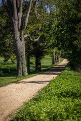 Tree-Lined Dirt Path in Summer