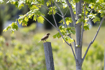 Sparrow Perched on Fence Post Beside Tree