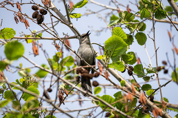 Gray Catbird Singing in Tree