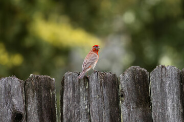 House Finch on Fence
