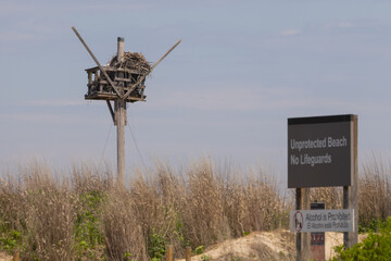 Osprey Nest Platform on Dune Grassland