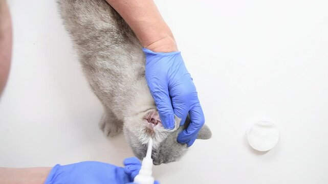 Veterinarian carefully cleans ears of Scottish Straight cat while wearing protective blue gloves and applies ear mite drops during examination in sterile veterinary clinic,