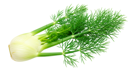 Isolated fresh fennel bulb and fronds perfect for culinary uses and healthy eating recipes ideas here now