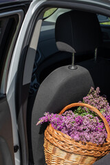 A large wicker basket with oregano herb stands in the back seat of the car, close-up.