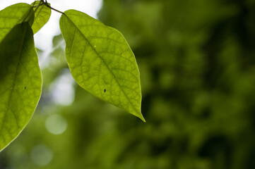 green leaves background
