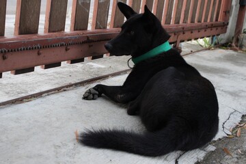 Black rescued dog lying on floor, adopted stray pet in peaceful home environment, close-up portrait