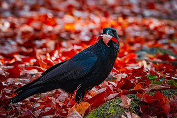 bird on a branch